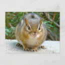 Search for adorable chipmunk postcards Nature