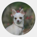 Search for head and shoulders stickers Canine photographer