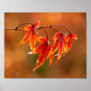 Search for warm fall colours posters Foliage