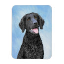 Search for curly magnets Dog