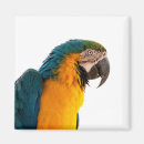 Search for macaw magnets Fun