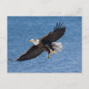 Search for eagle in flight postcards Animal