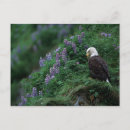 Search for america eagle postcards Pride