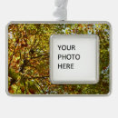 Search for silver maple Nature