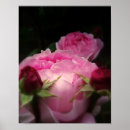Search for english flowers posters Beauty
