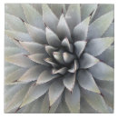 Search for agave tiles Cactus