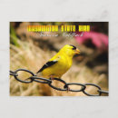 Search for american goldfinch postcards Carduelis tristis