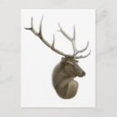Search for buck postcards Elk