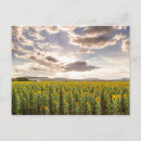 Search for queensland australia postcards Flower