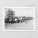 Search for cowboy postcards Roping