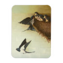 Search for bird flight magnets Birds