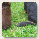Search for dog coasters Mammal
