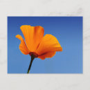 Search for spring background postcards Blossom