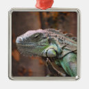 Search for lizard christmas tree decorations Iguana