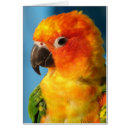 Search for exotic pets cards Parrot