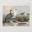 Search for ornithology postcards Zoology