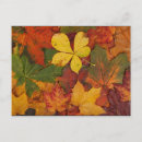 Search for seasons change postcards Leaves