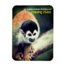 Search for wild squirrel magnets Funny