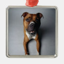 Search for bull terrier christmas tree decorations Pet