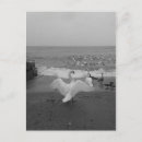 Search for white bird postcards Birds