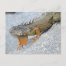 Search for iguana postcards Lizard