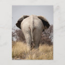 Search for rear view postcards Animal