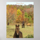 Search for buckskin posters Horses