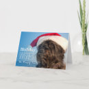 Search for cairn terrier christmas cards Pets