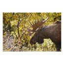 Search for wild designs art Animals