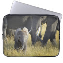 Search for elephant picture cases Colour image