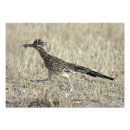 Search for roadrunners art Nature