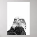 Search for eagle posters Portrait