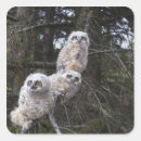 Search for horned owl stickers Wildlife