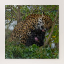 Search for jaguar puzzles Big cat