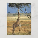 Search for camelopardalis cards invites Amboseli national park
