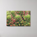 Search for desert canvas prints Succulent
