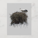 Search for storks postcards Nest