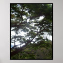 Search for sunlight posters Trees