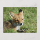 Search for red foxes postcards Wildlife