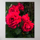 Search for red bloom posters Flower