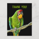 Search for ara postcards Animal