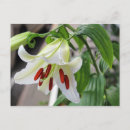 Search for white lilly postcards Lilies