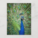 Search for indian peafowl postcards Bird