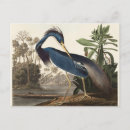 Search for vintage heron postcards Wildlife