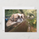 Search for cutest cards Domestic animals