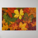 Search for fall colours posters Season