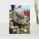 Search for lionhead rabbit Grey