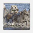 Search for gallop magnets Water