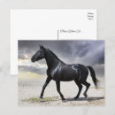 Search for black horse cards Country western