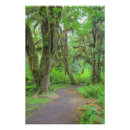 Search for jamie posters Forest